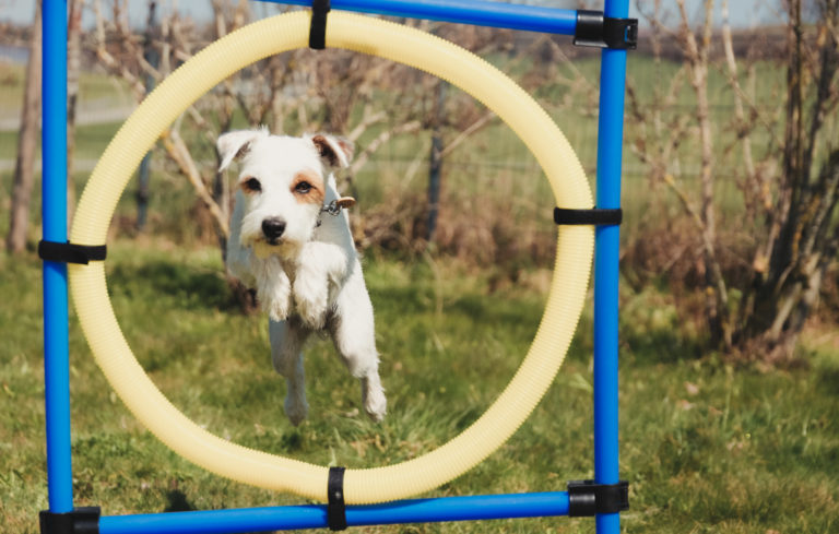 Physiotherapie für Hundesport und Gebrauchshunde in der Tierarztpraxis Nippeser Tälchen