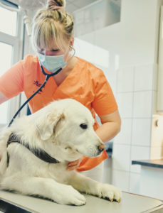 Untersuchung Hund Tierarzt Köln Tierarztpraxis am Nippeser Tälchen