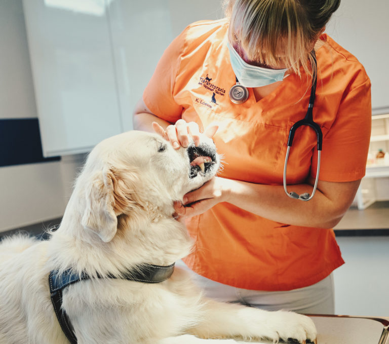Zahnstein Zahnkontrolle Hund Tierarzt Köln