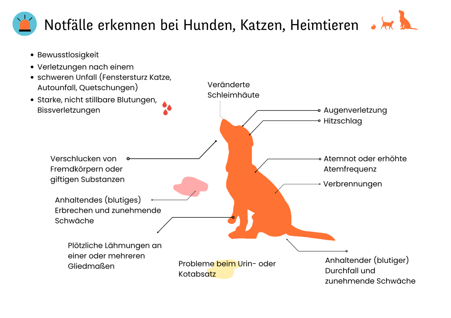 Notfall Katze Notfall Hund Tierarzt Köln